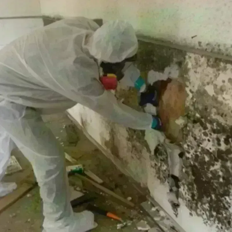 Mold Remediation and Removal in Middle Island, NY